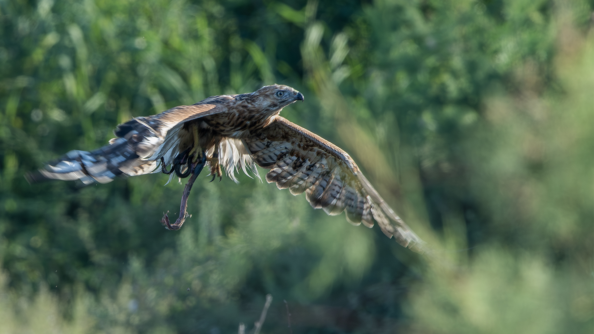 Long-legged Buzzard
